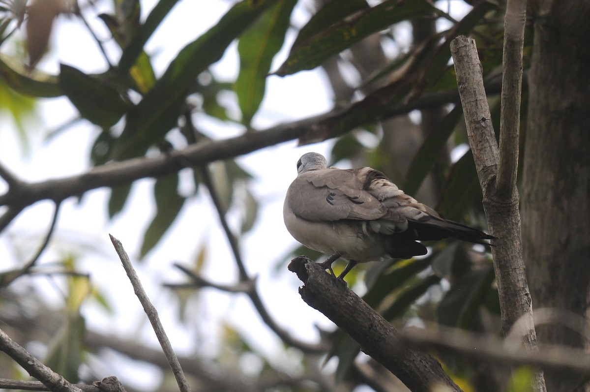 Black-billed Wood-Dove - ML644219647