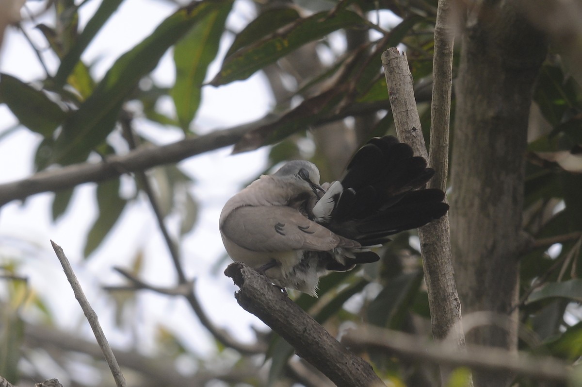 Black-billed Wood-Dove - ML644219648