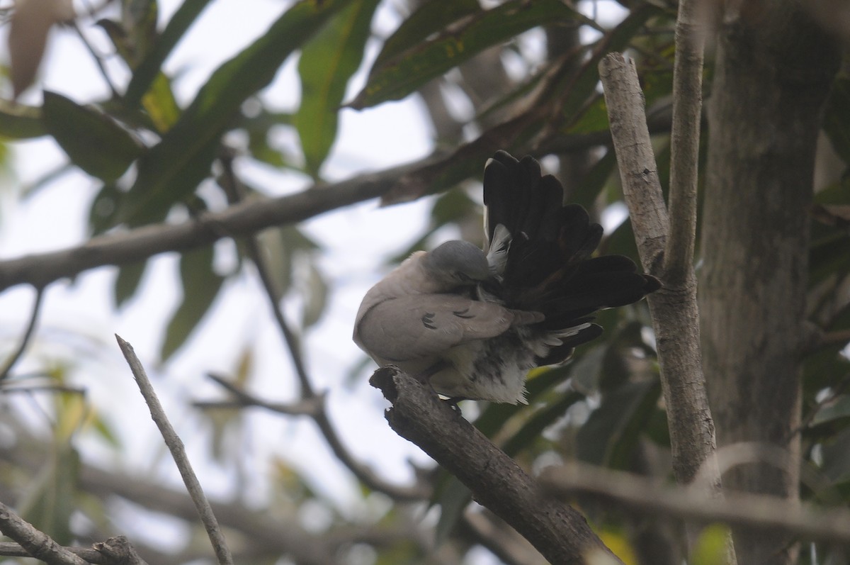 Black-billed Wood-Dove - ML644219650