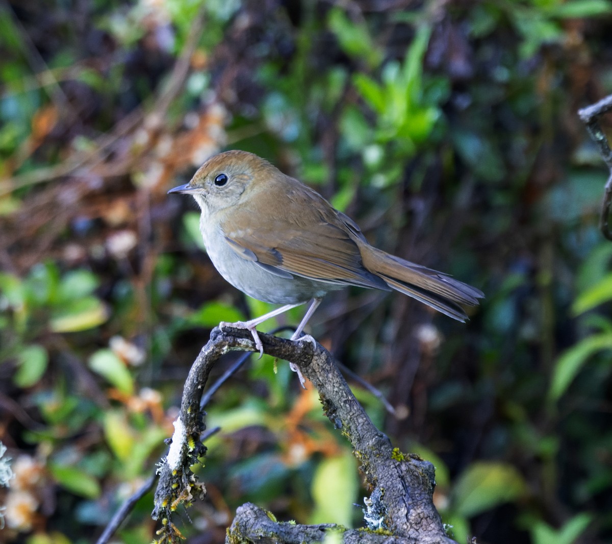 Russet Nightingale-Thrush - ML644219655