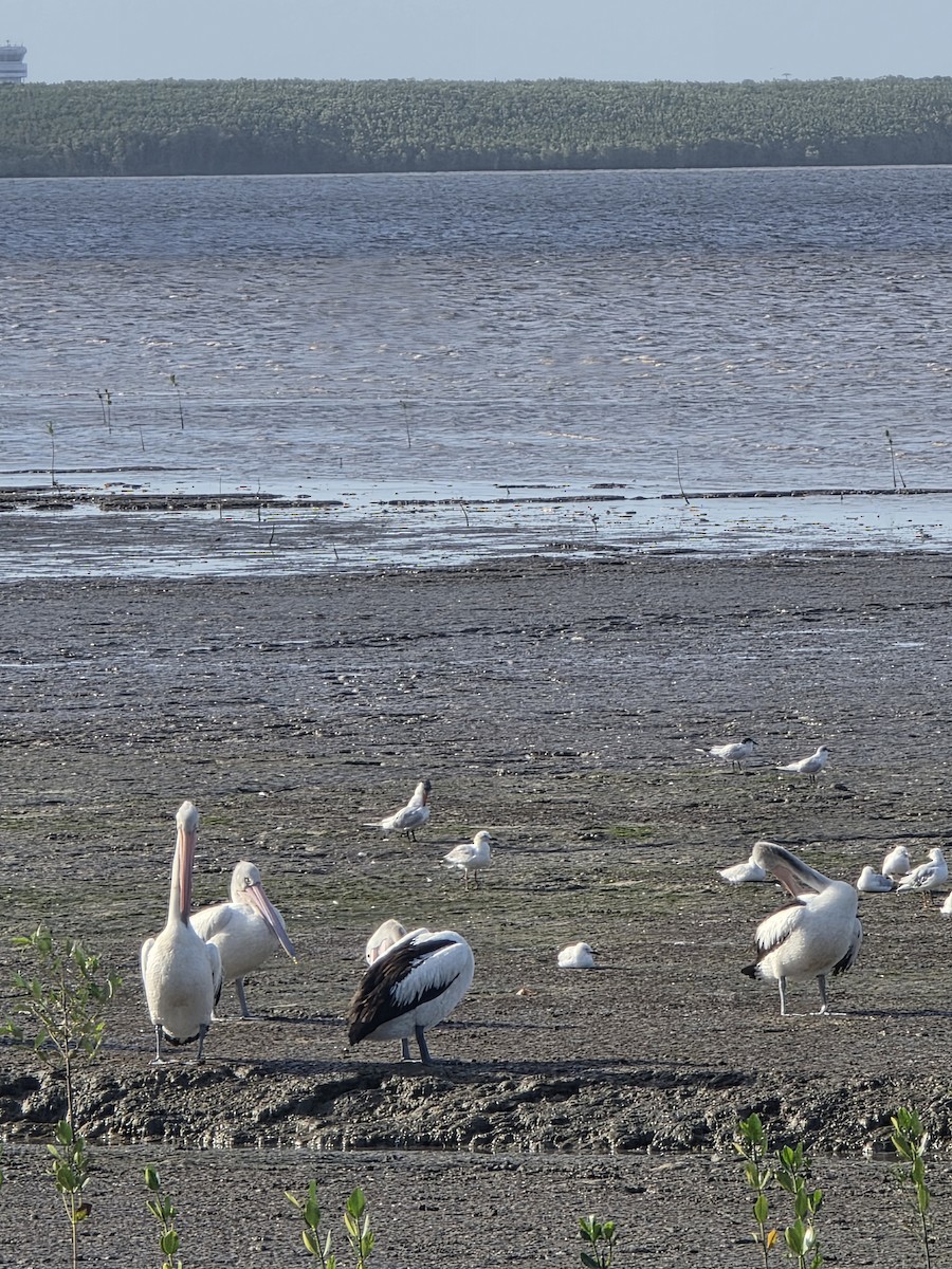 コシグロペリカン - ML644219657