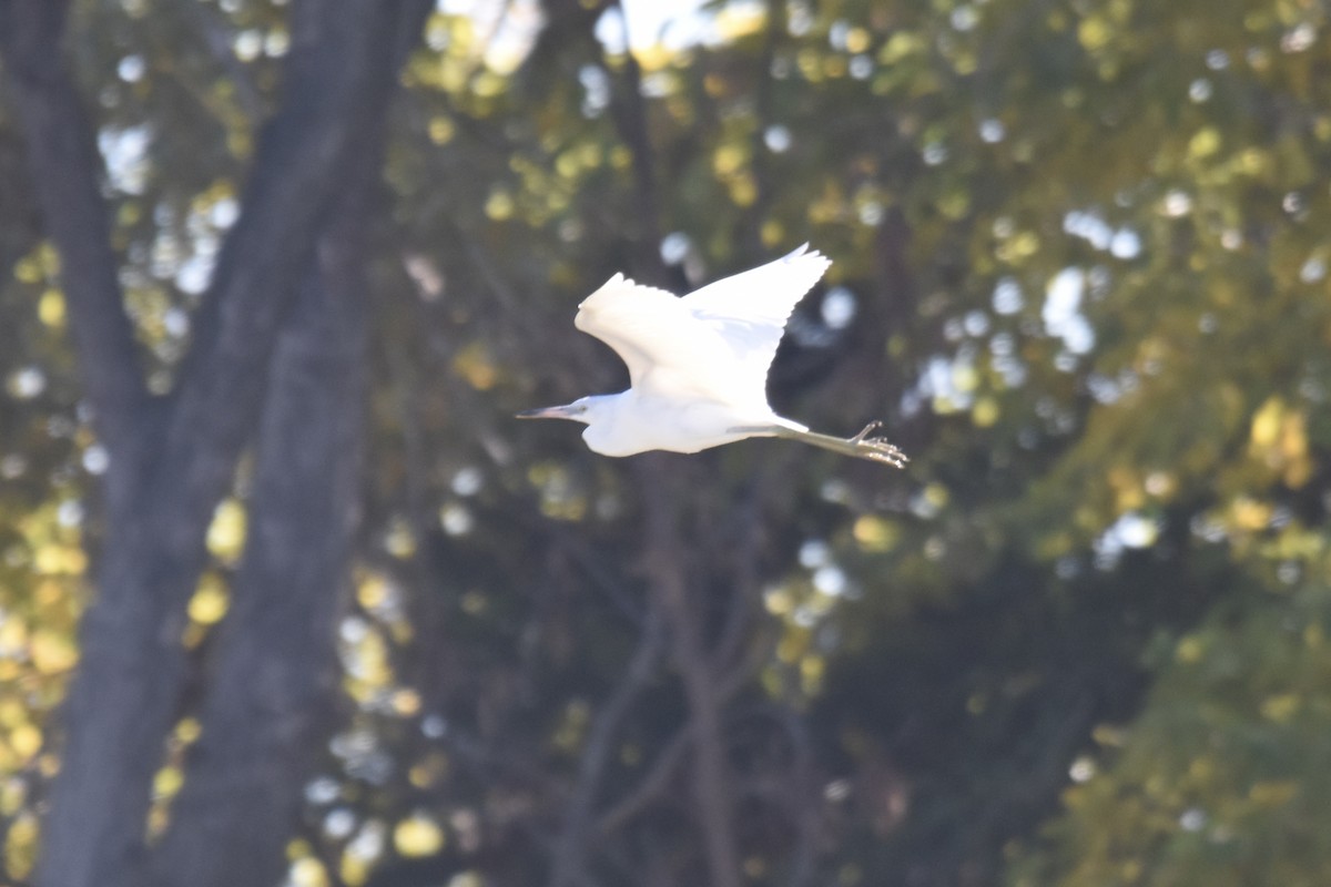 Little Blue Heron - ML644219661