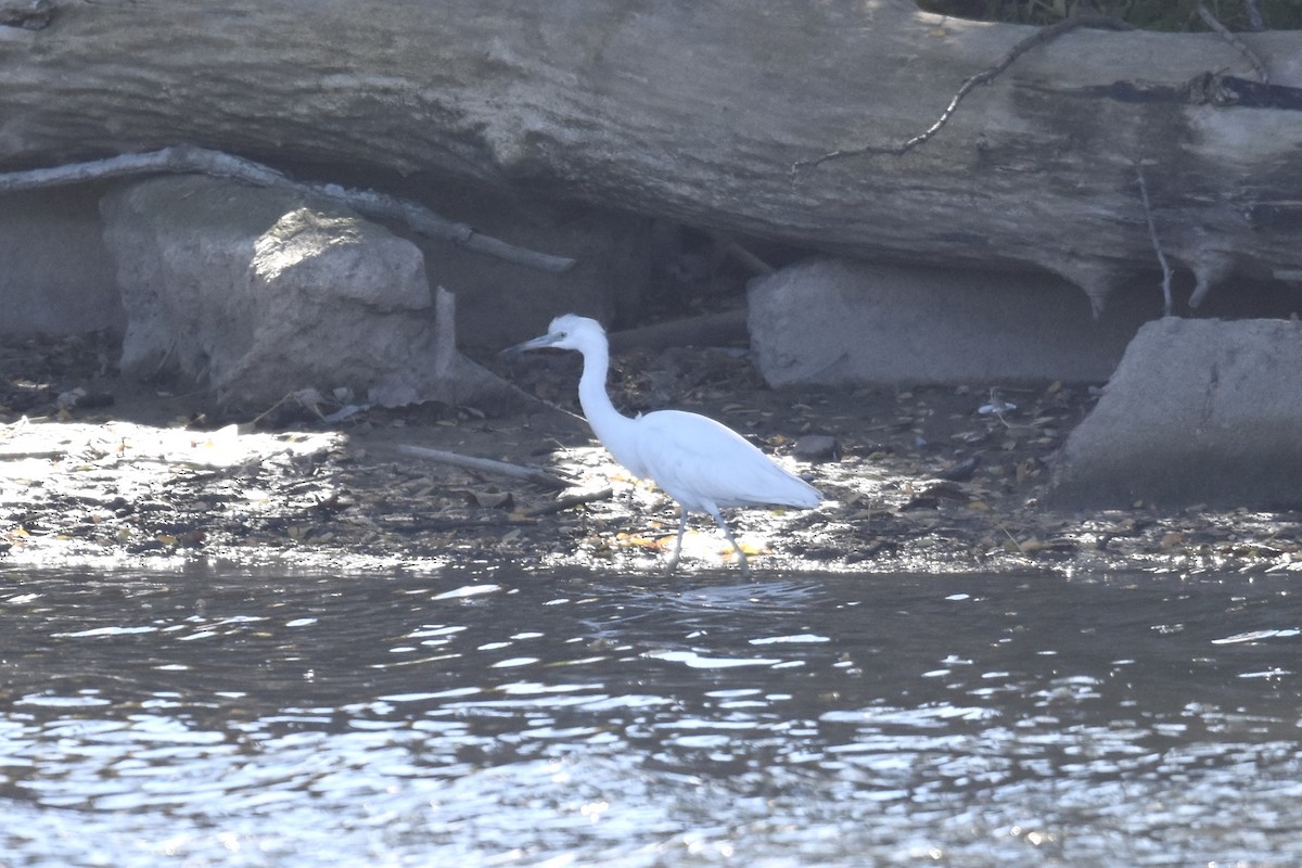 Little Blue Heron - ML644219662