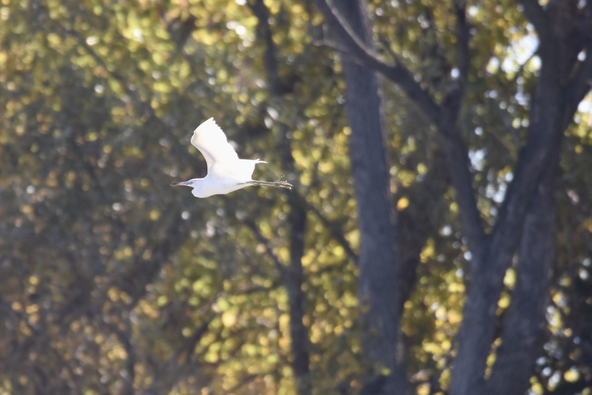 Little Blue Heron - ML644219663