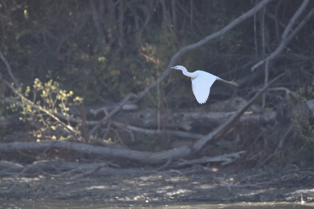 Little Blue Heron - ML644219664