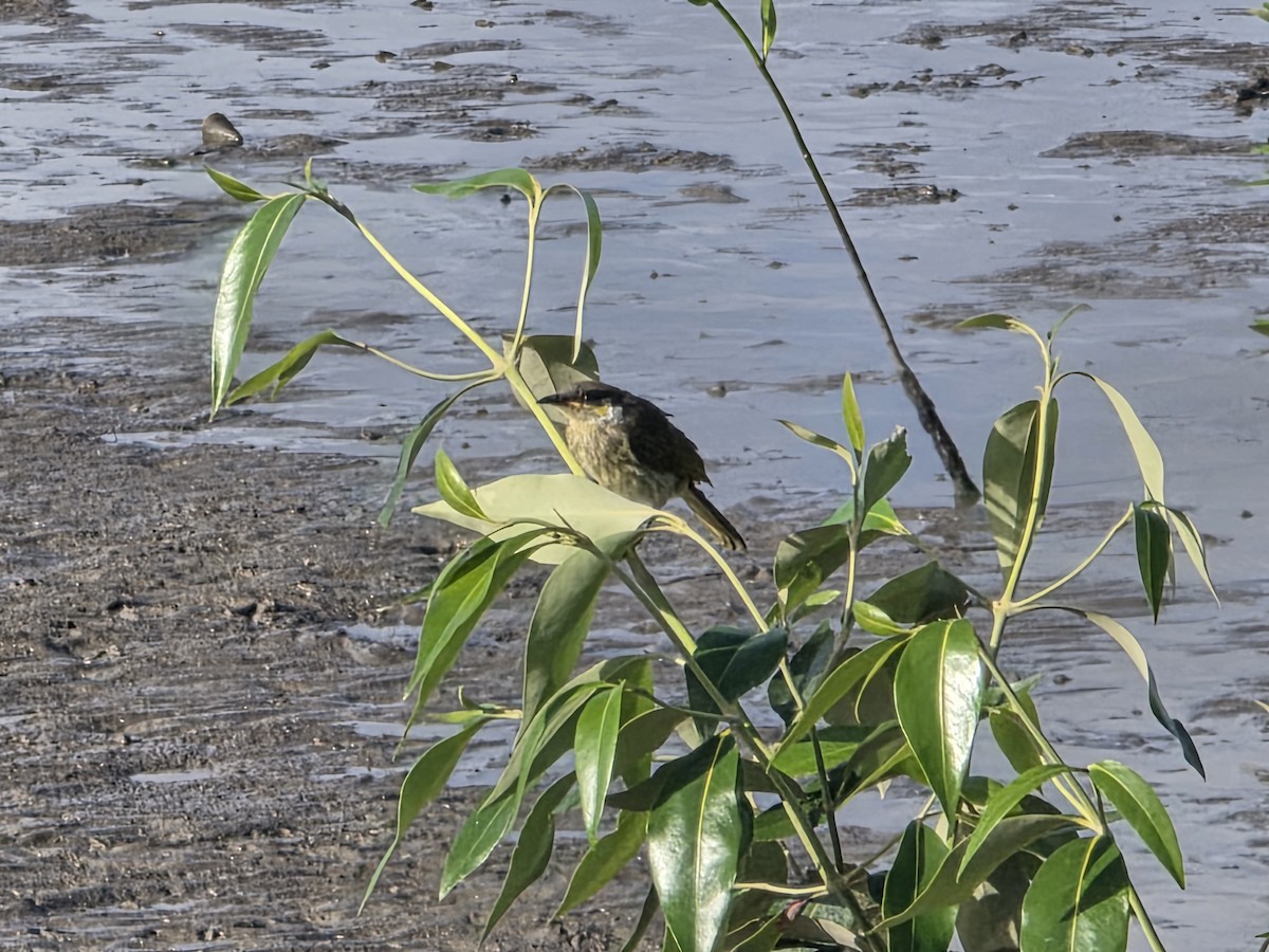 タテフミツスイ - ML644219670