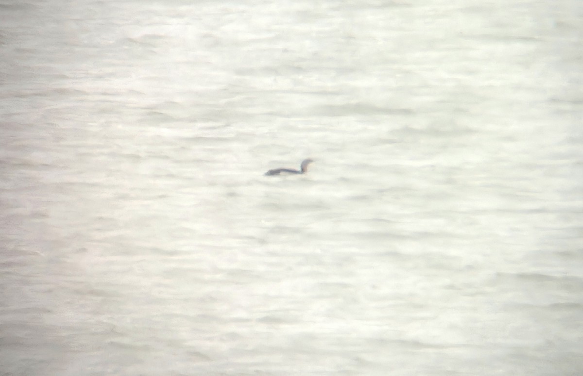 Red-throated Loon - ML644219679