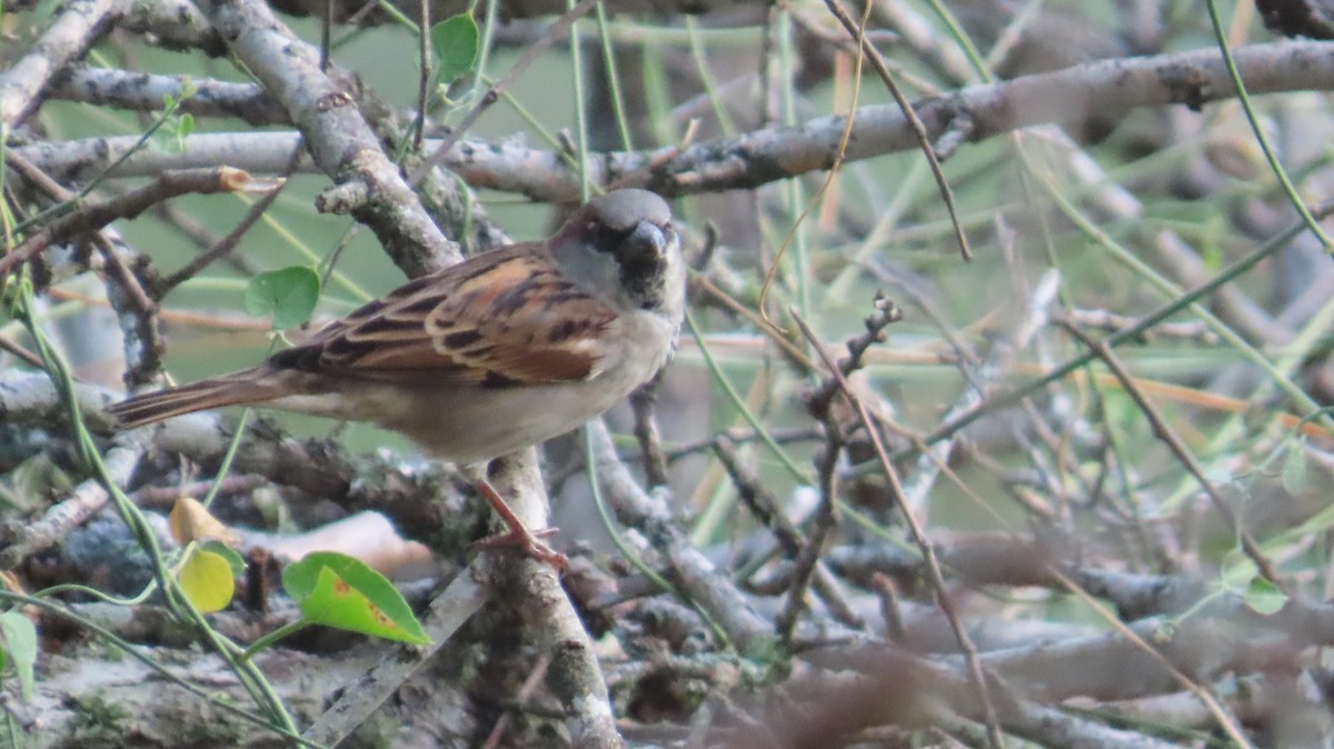 Оронгийн бор шувуу - ML644219696