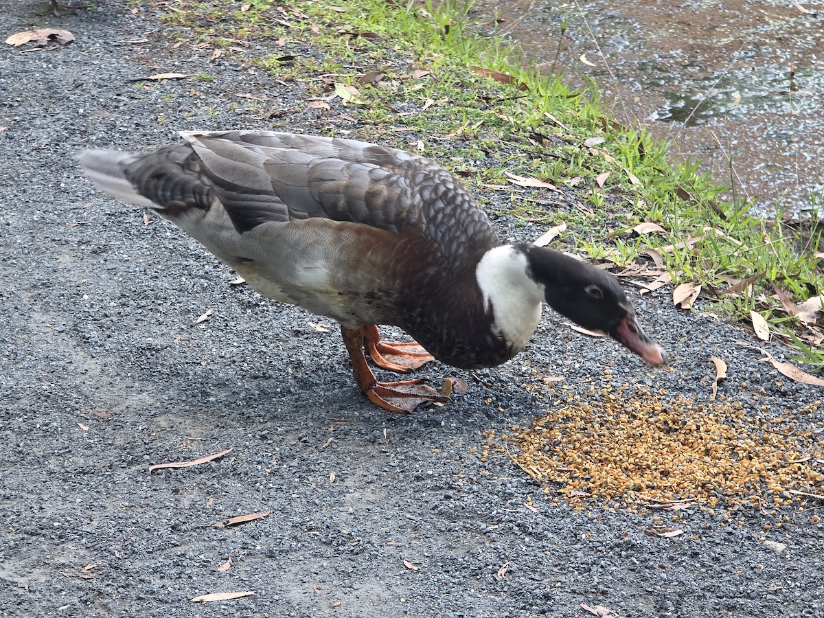 雑種 ノバリケン ｘ マガモ - ML644219714