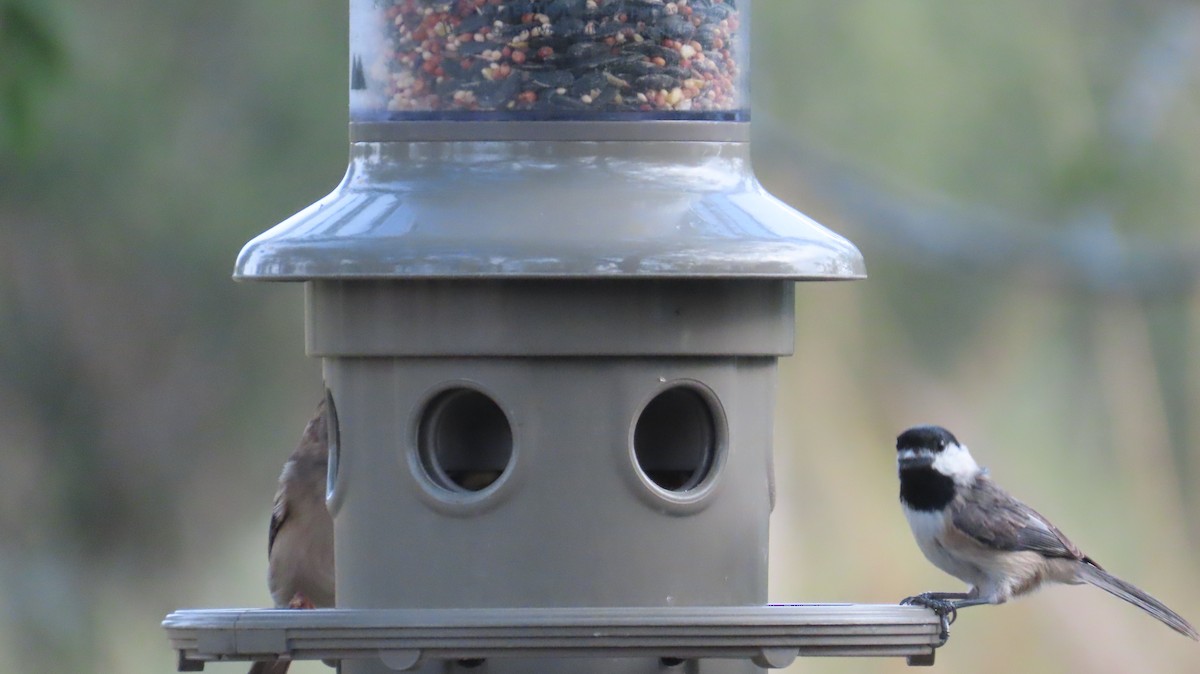 Carolina Chickadee - ML644219715