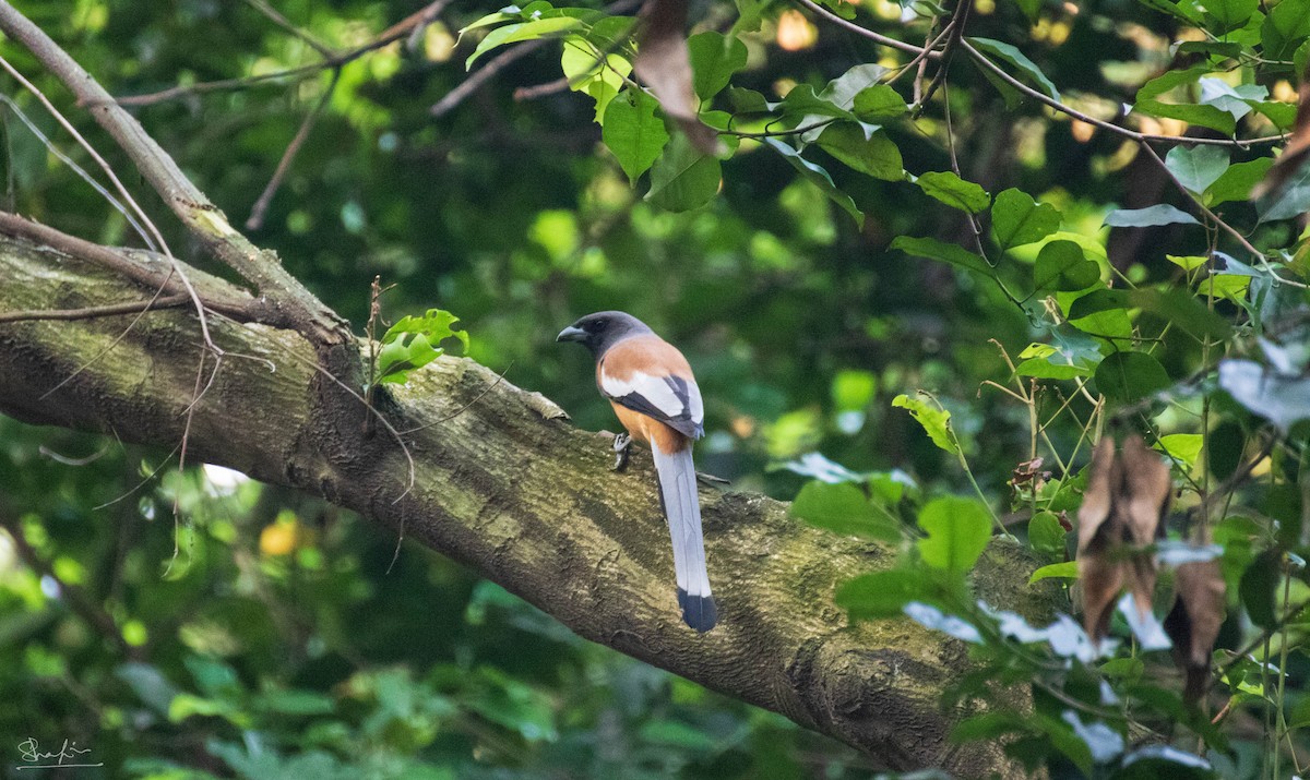 Rufous Treepie - ML644219727