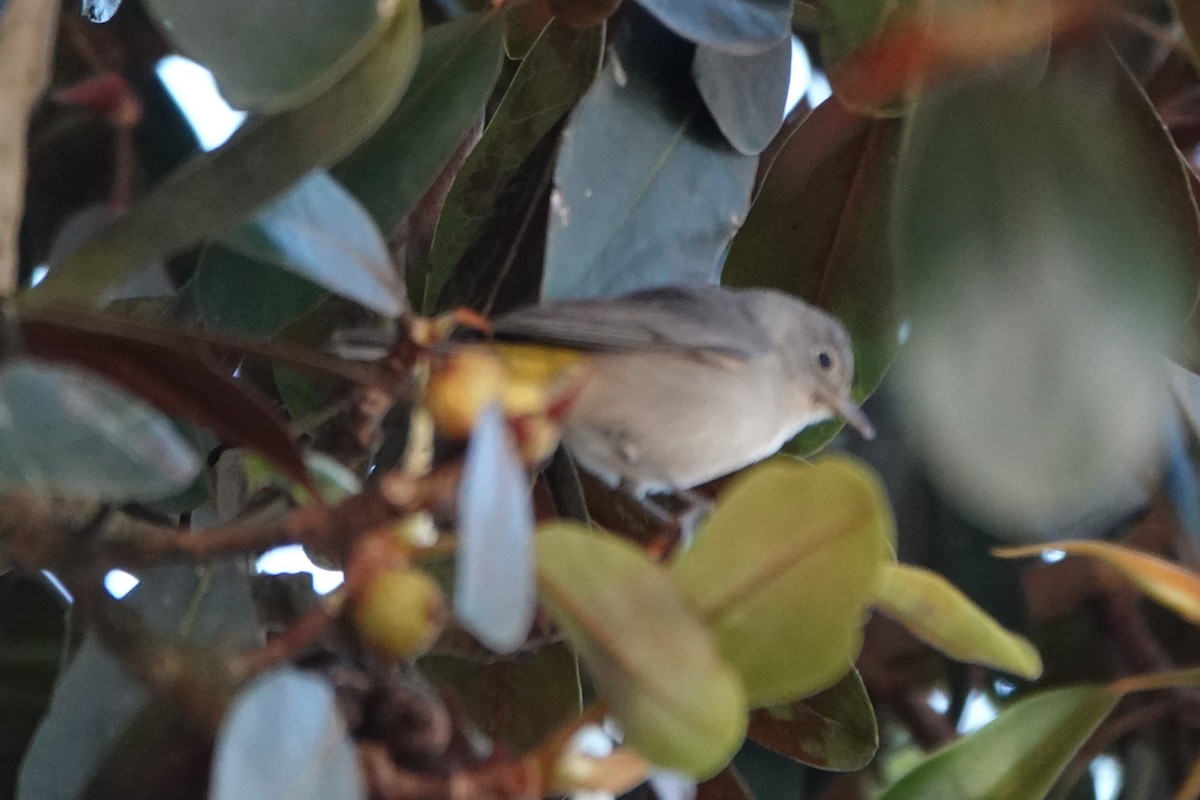 Virginia's Warbler - ML644219738