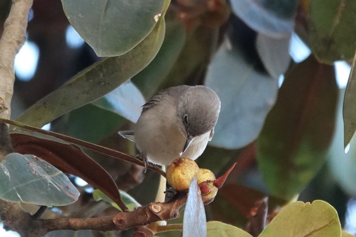 Virginia's Warbler - ML644219739
