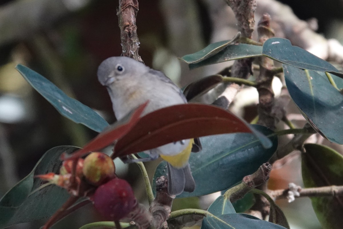 Virginia's Warbler - ML644219740