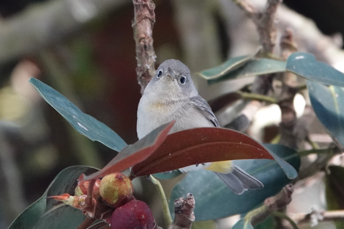 Virginia's Warbler - ML644219741