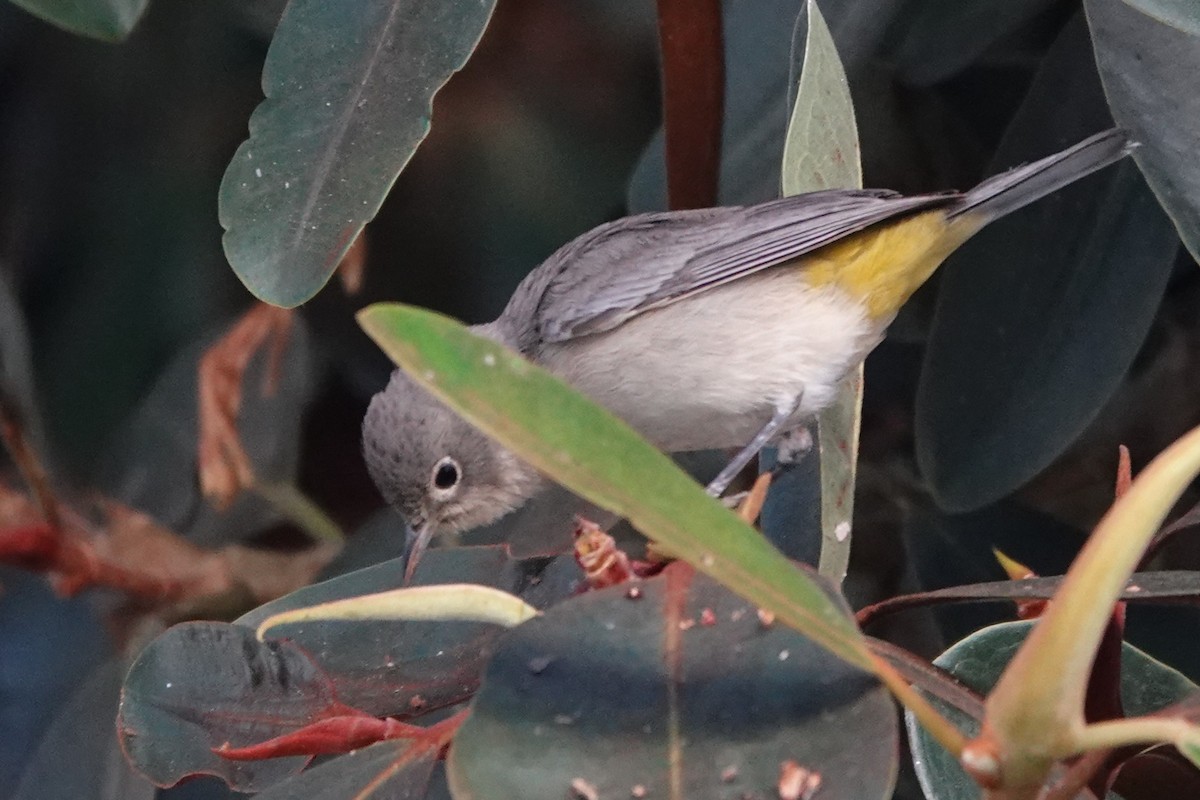 Virginia's Warbler - ML644219742