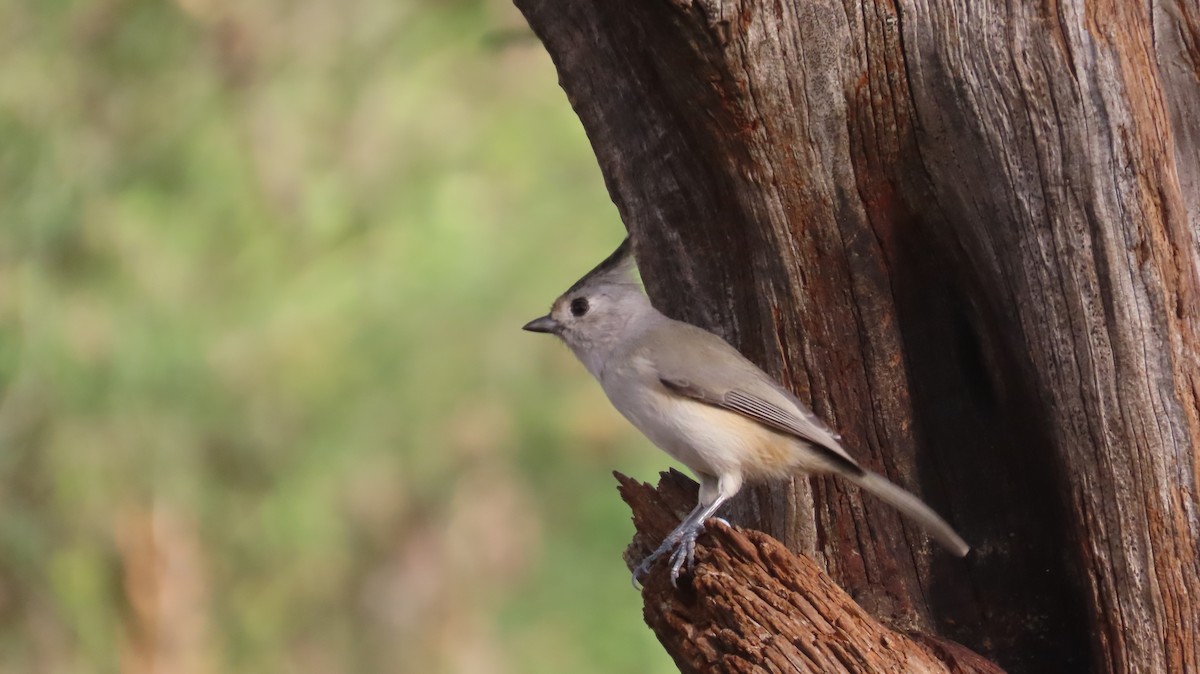 Black-crested Titmouse - ML644219749