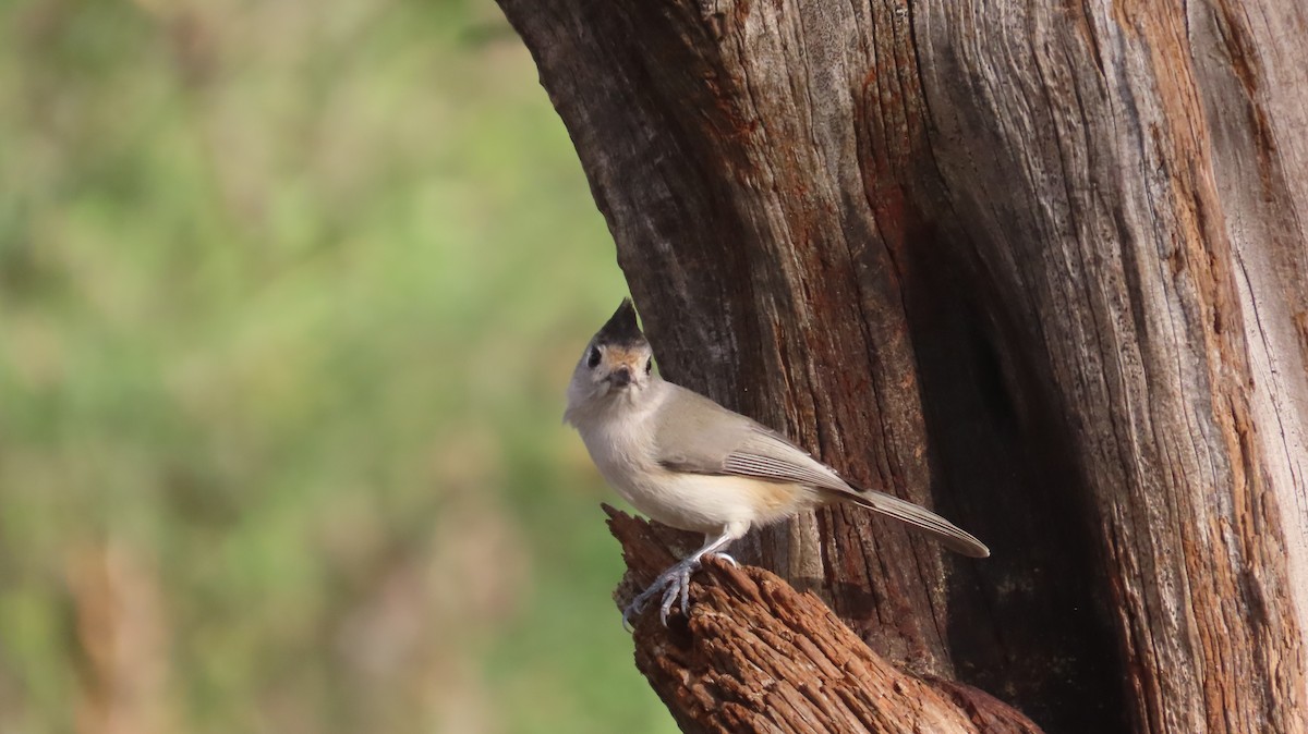 Black-crested Titmouse - ML644219751