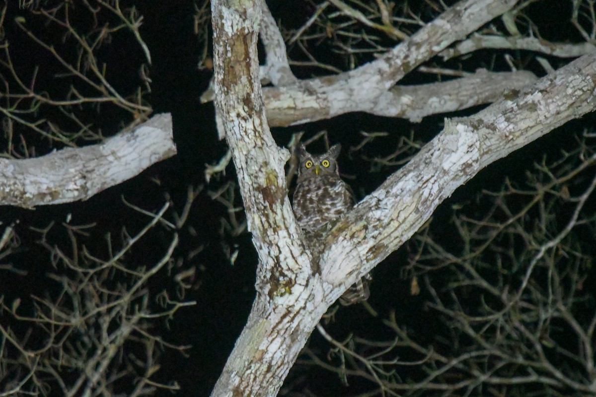 billehubro - ML644219758