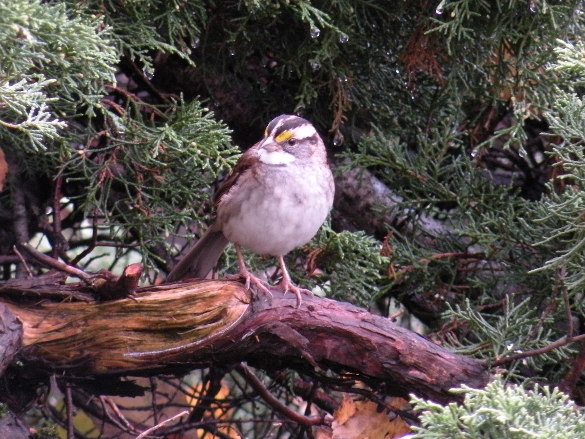 White-throated Sparrow - ML644219778