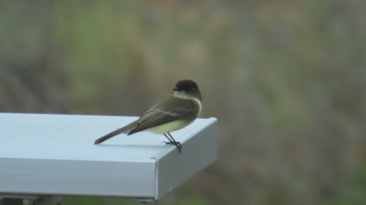 Eastern Phoebe - ML644219779
