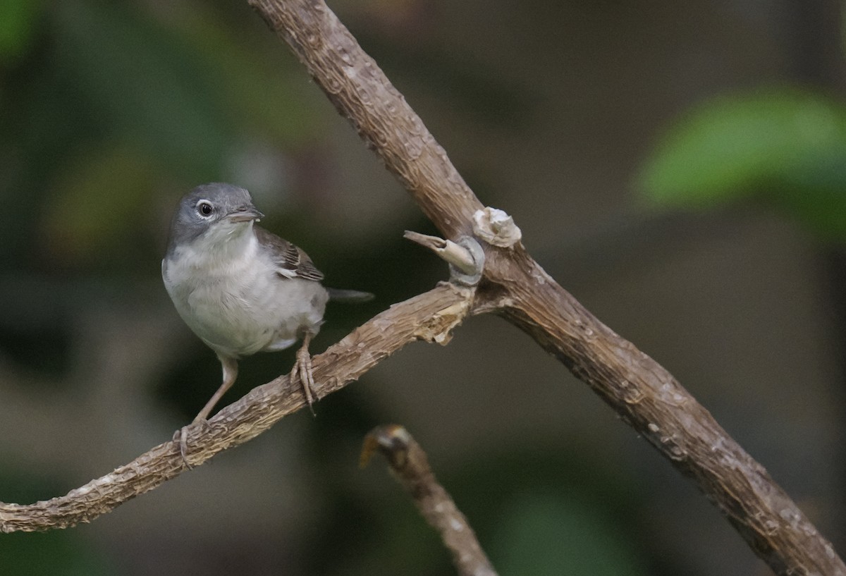 Sterpazzola - ML644219786