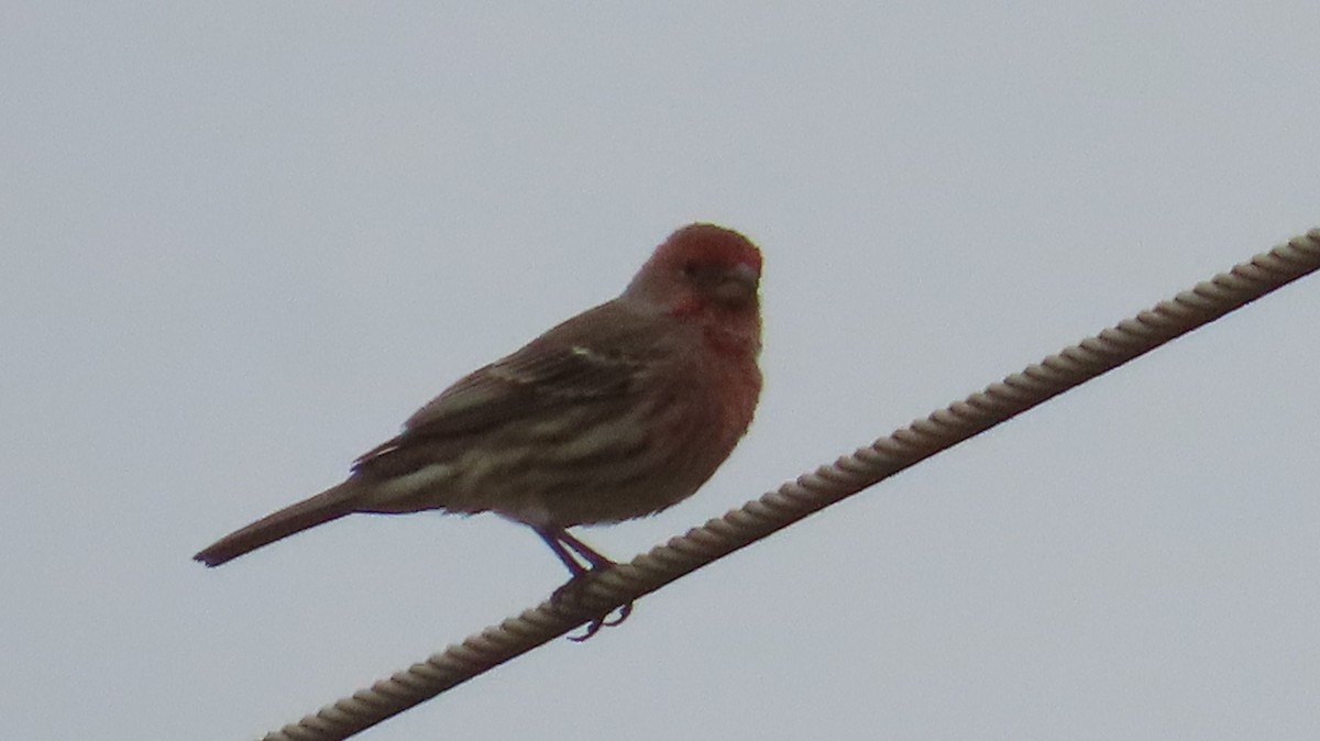 House Finch - ML644219789
