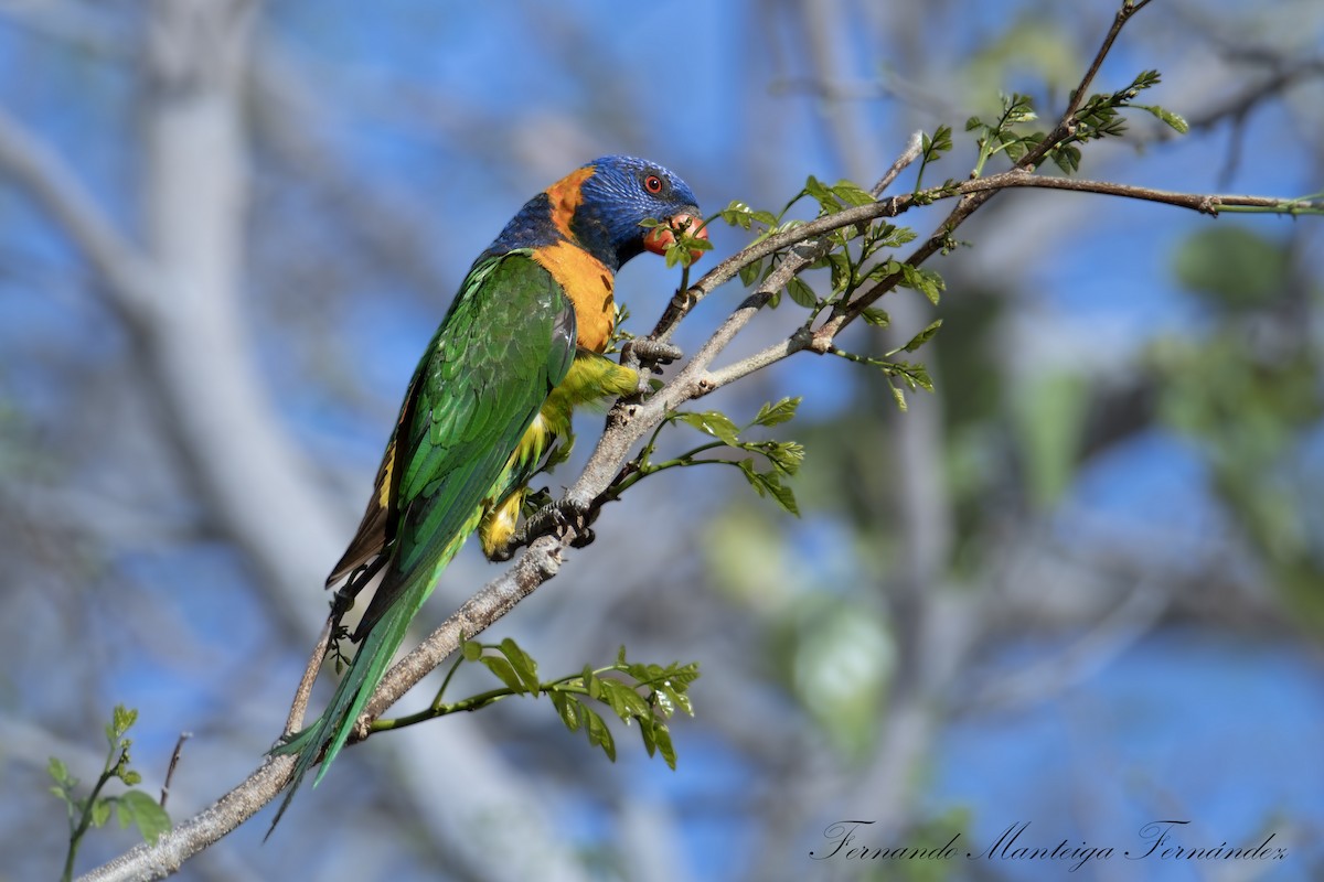 Red-collared Lorikeet - ML644219794