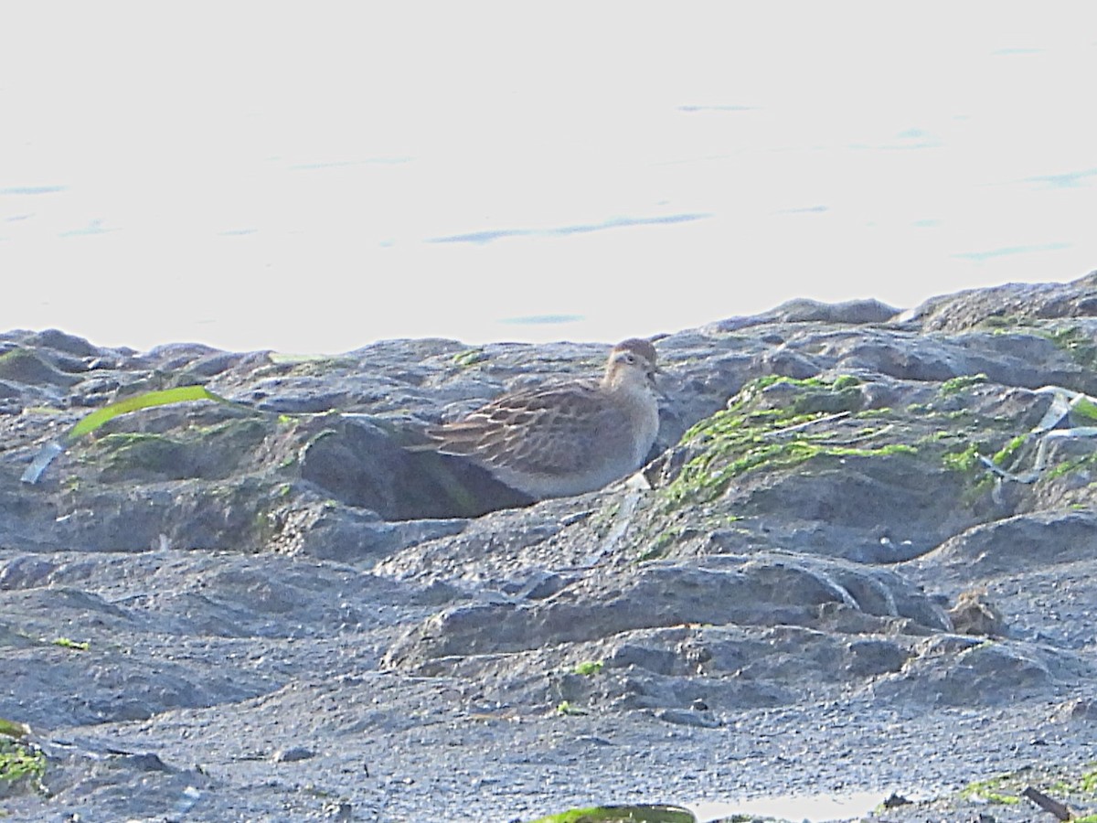 Sharp-tailed Sandpiper - ML644219795