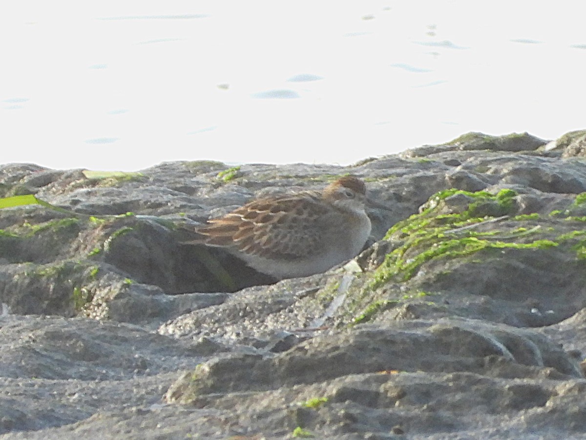 Sharp-tailed Sandpiper - ML644219797