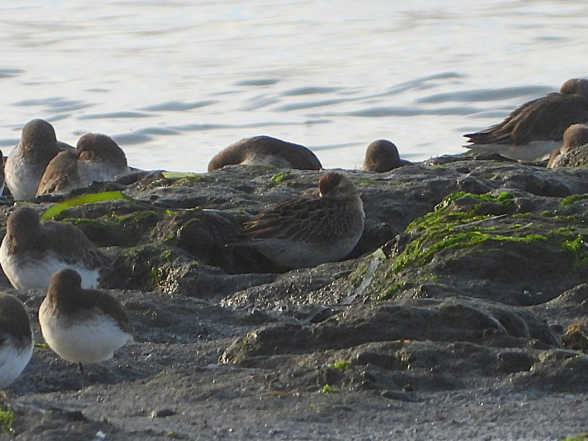 Sharp-tailed Sandpiper - ML644219798