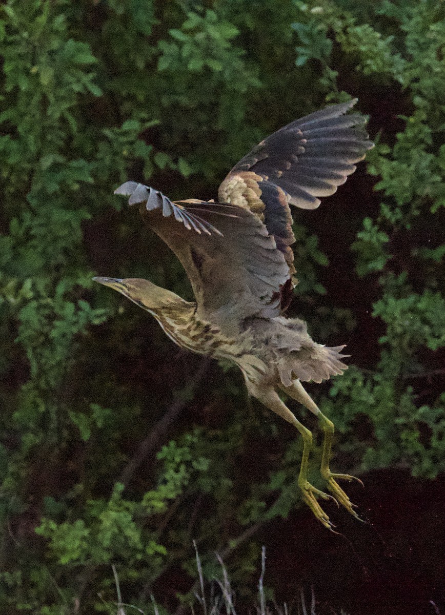 American Bittern - ML644219800