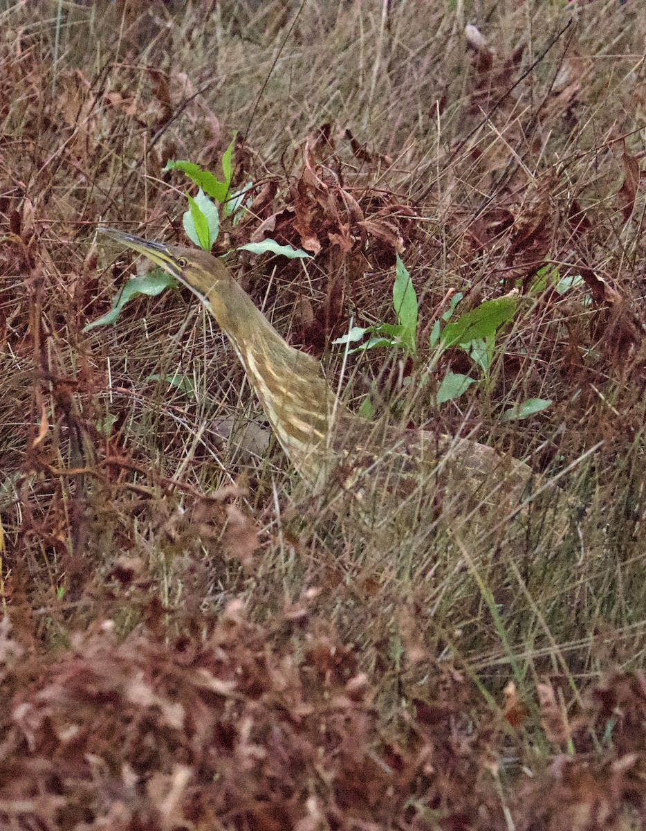 American Bittern - ML644219802