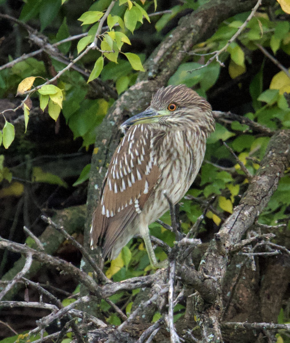 Black-crowned Night Heron - ML644219812