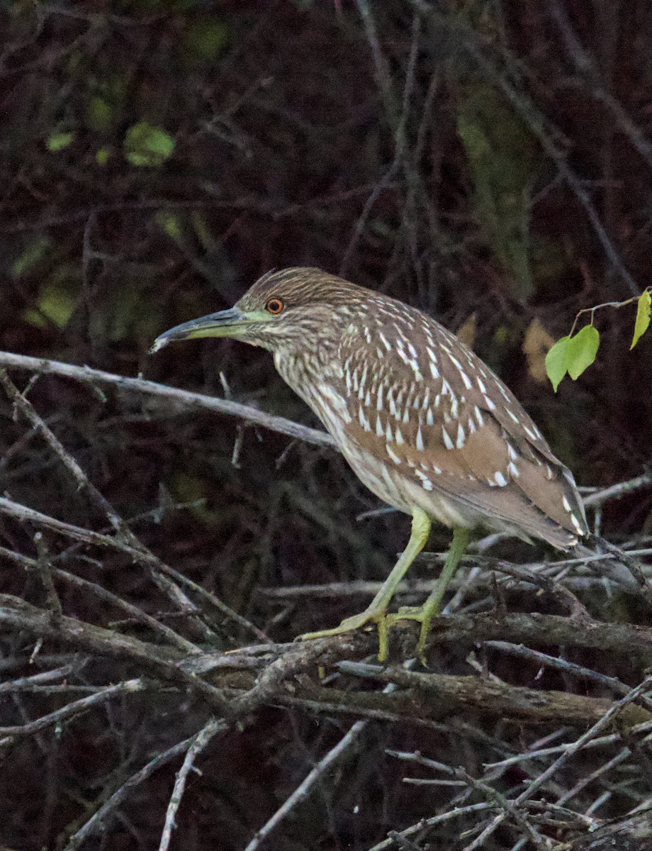 Black-crowned Night Heron - ML644219813
