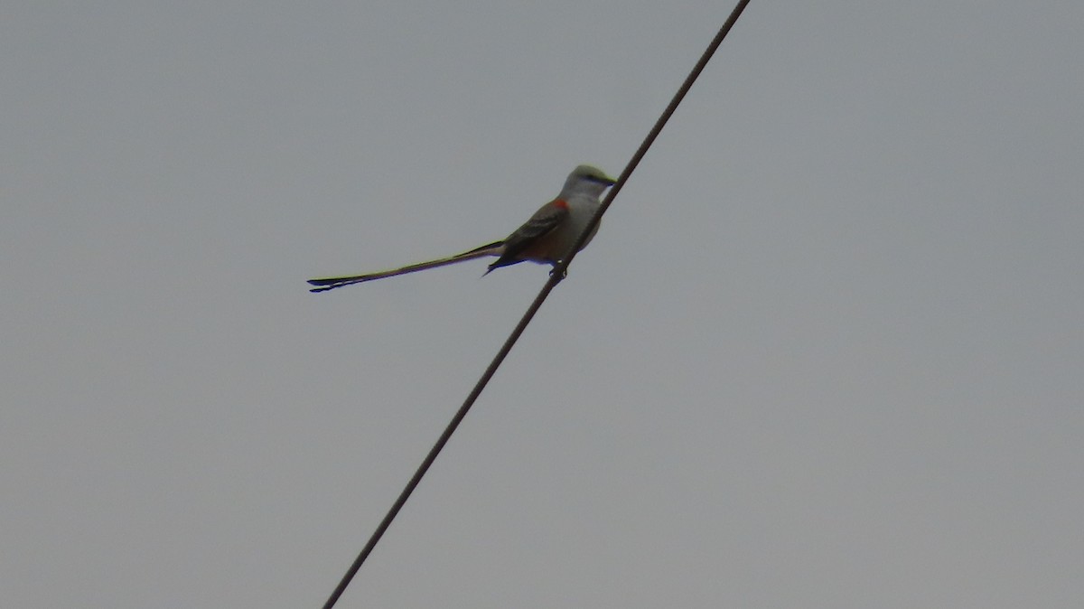 Scissor-tailed Flycatcher - ML644219827