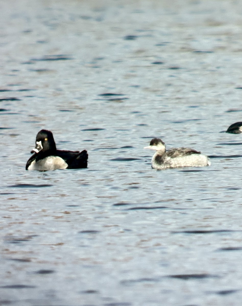 Txilinporta lepabeltza - ML644219831