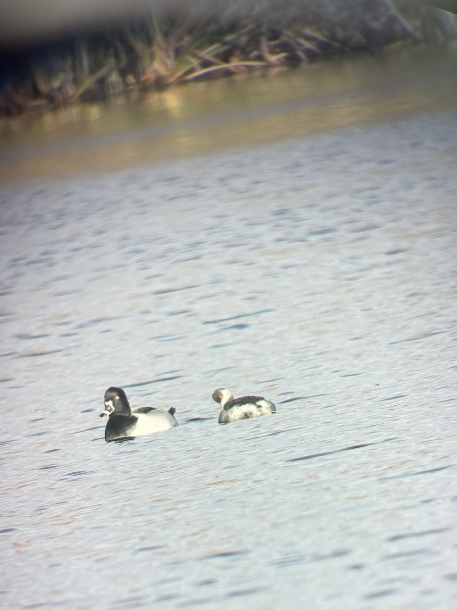 Txilinporta lepabeltza - ML644219833