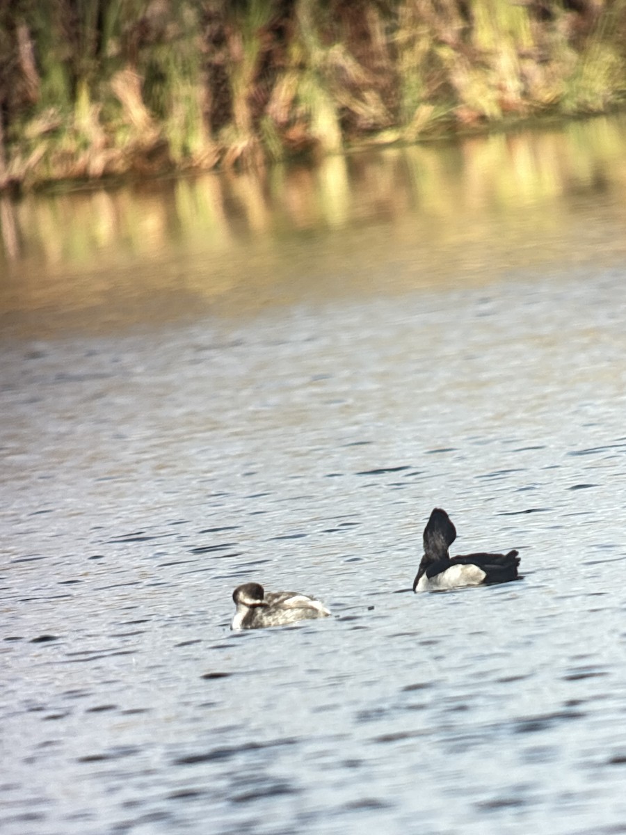 Txilinporta lepabeltza - ML644219834