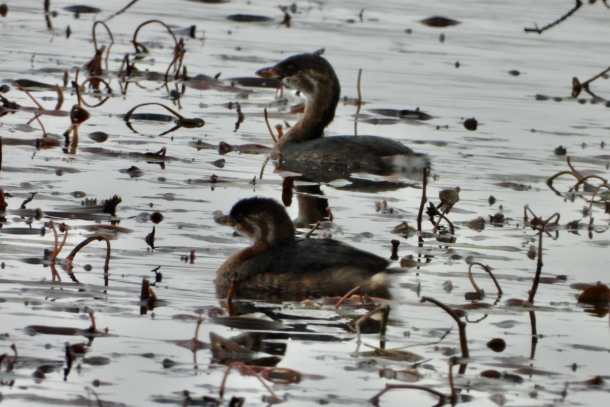 Pied-billed Grebe - ML644219835