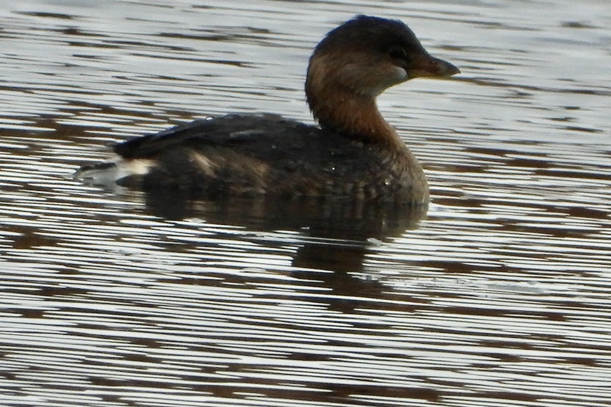 Pied-billed Grebe - ML644219839
