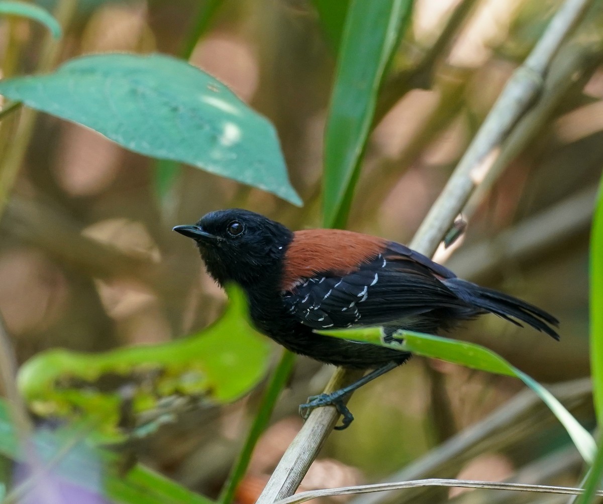 ズキンヒメアリサザイ - ML644219847