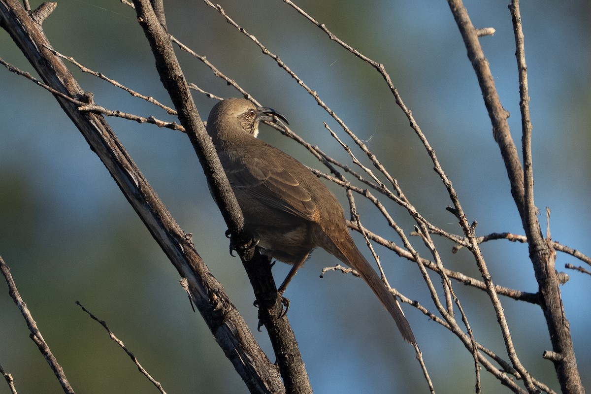 Kalifornienspottdrossel - ML644219859