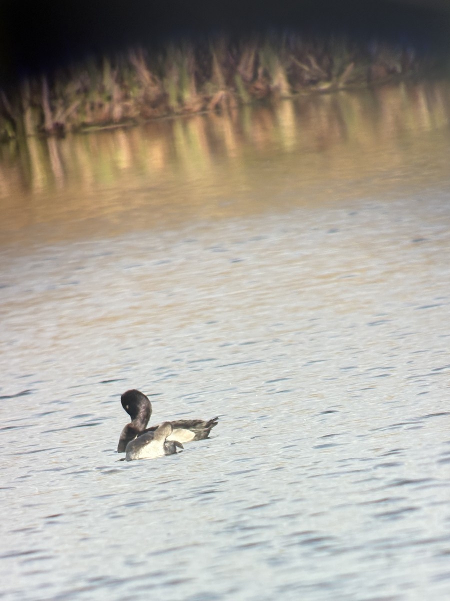 Murgilari lepokoduna - ML644219863