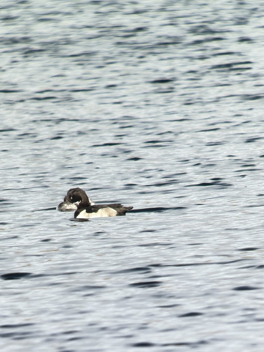 Murgilari lepokoduna - ML644219864