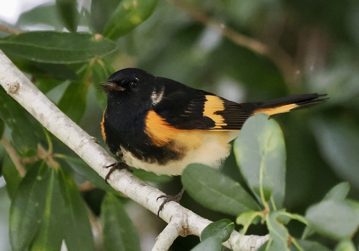 rødstjertparula - ML644219874