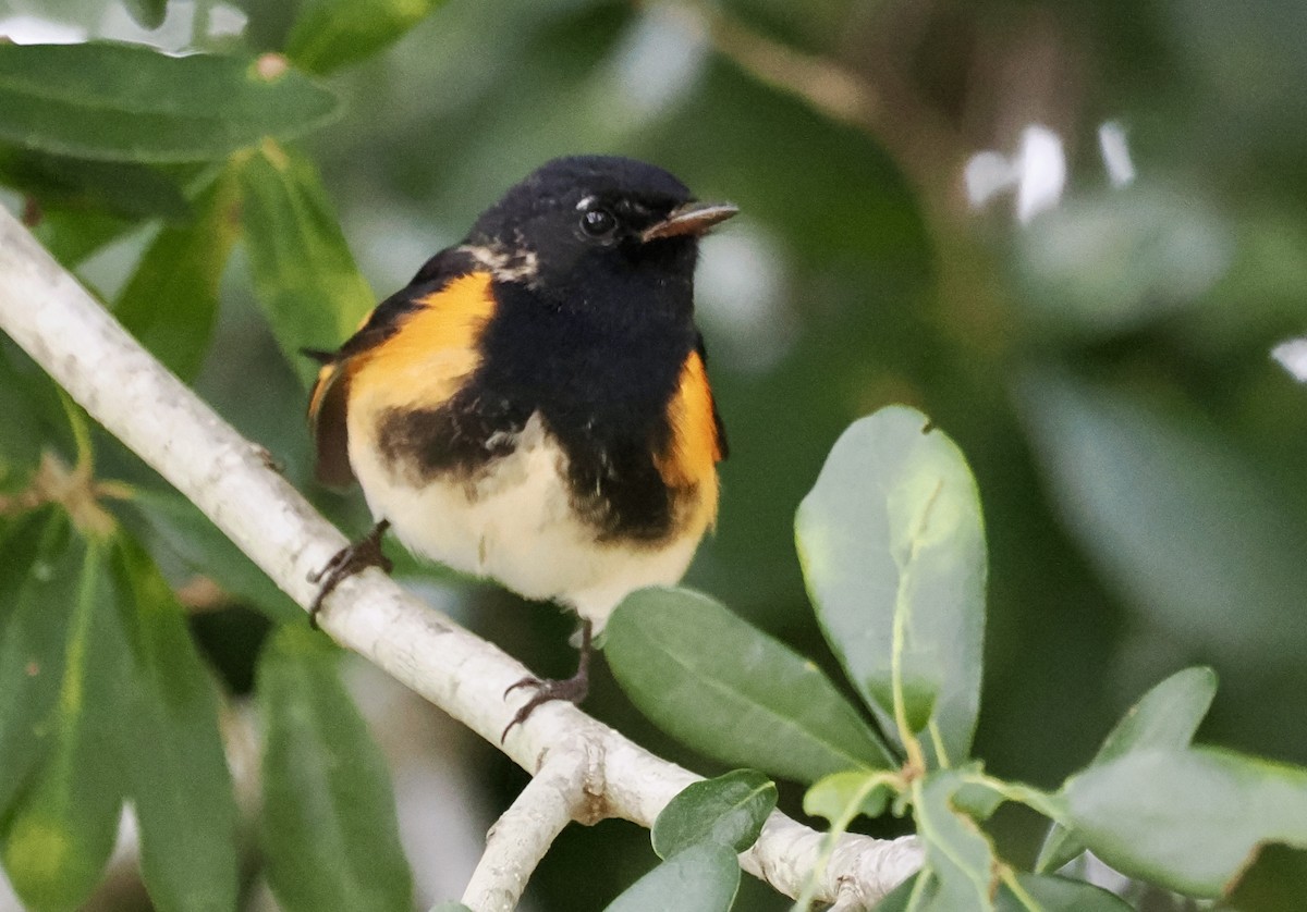 rødstjertparula - ML644219877