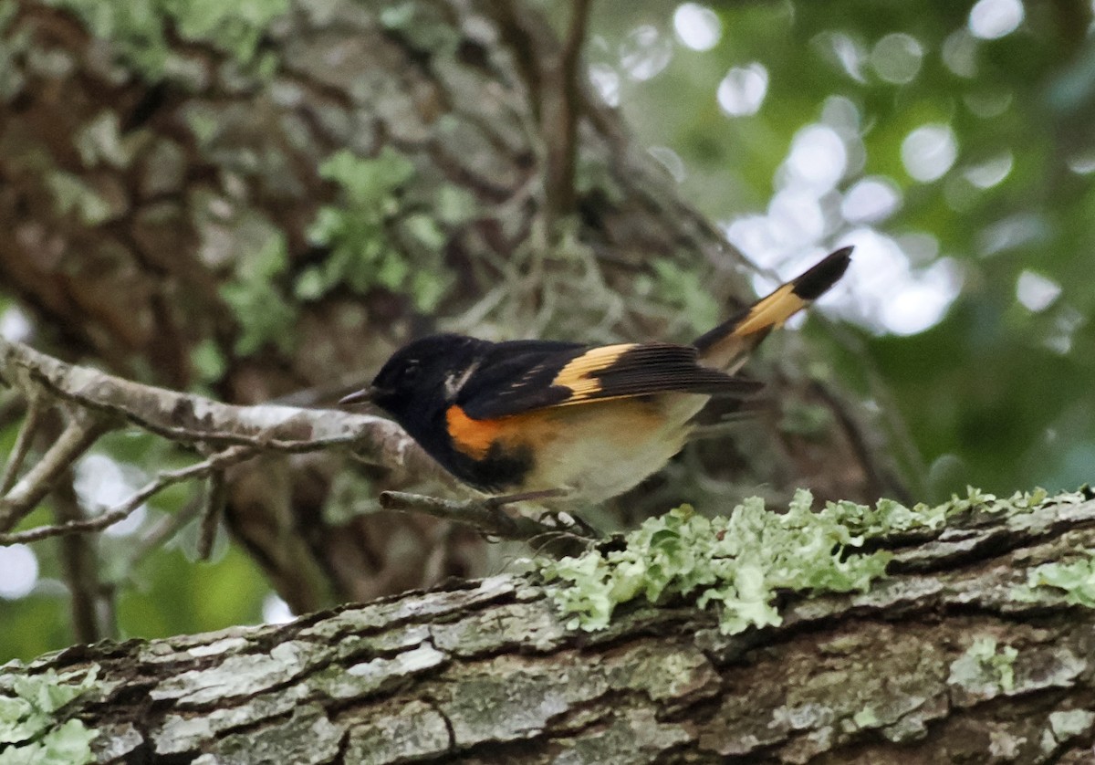 rødstjertparula - ML644219881