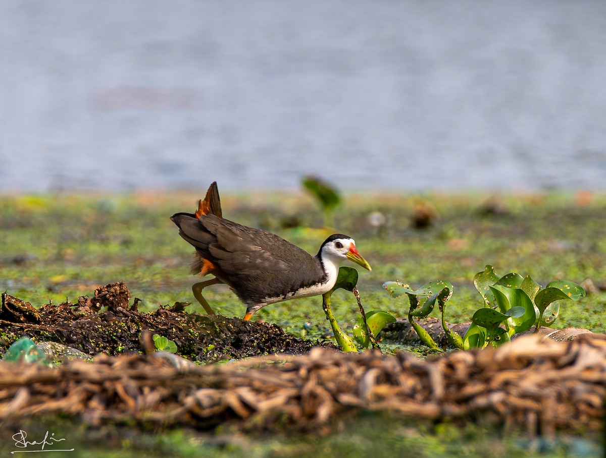 White-breasted Waterhen - ML644219883