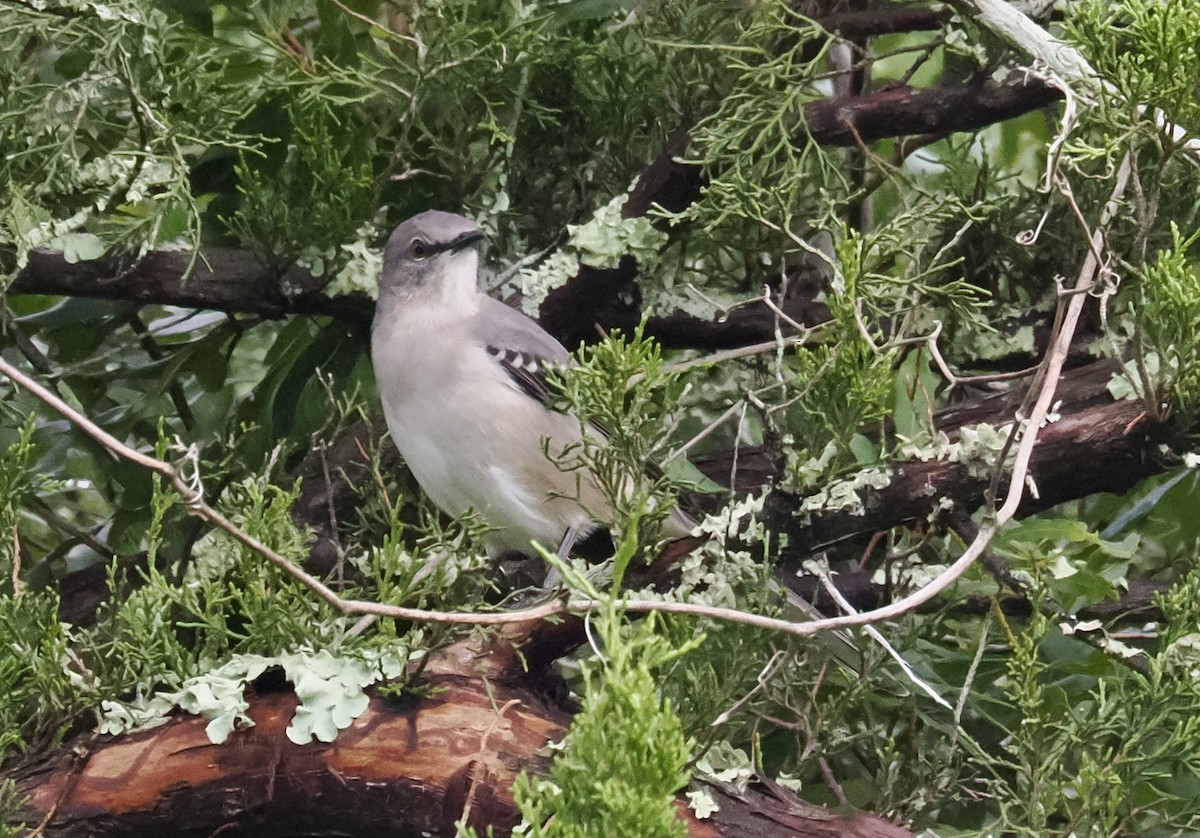 sangspottefugl - ML644219888